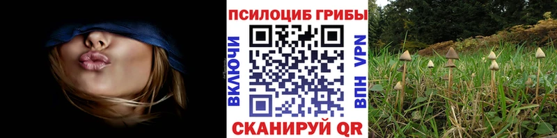 Галлюциногенные грибы Psilocybine cubensis  omg ссылки  Медынь  дарнет шоп 
